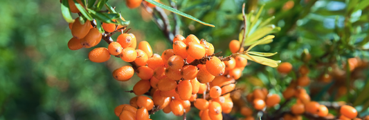 What Is Sea Buckthorn? A Complete Guide to the Ancient Superfruit