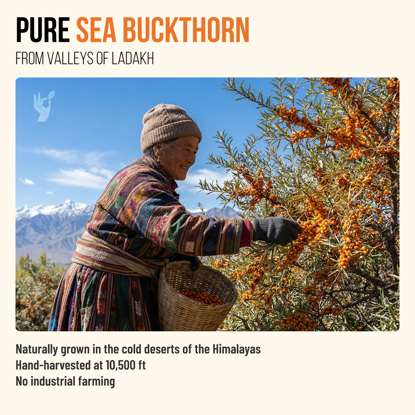 Sea Buckthorn Pulp