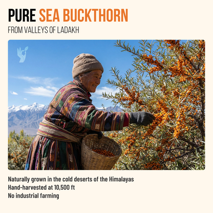 Sea Buckthorn Pulp